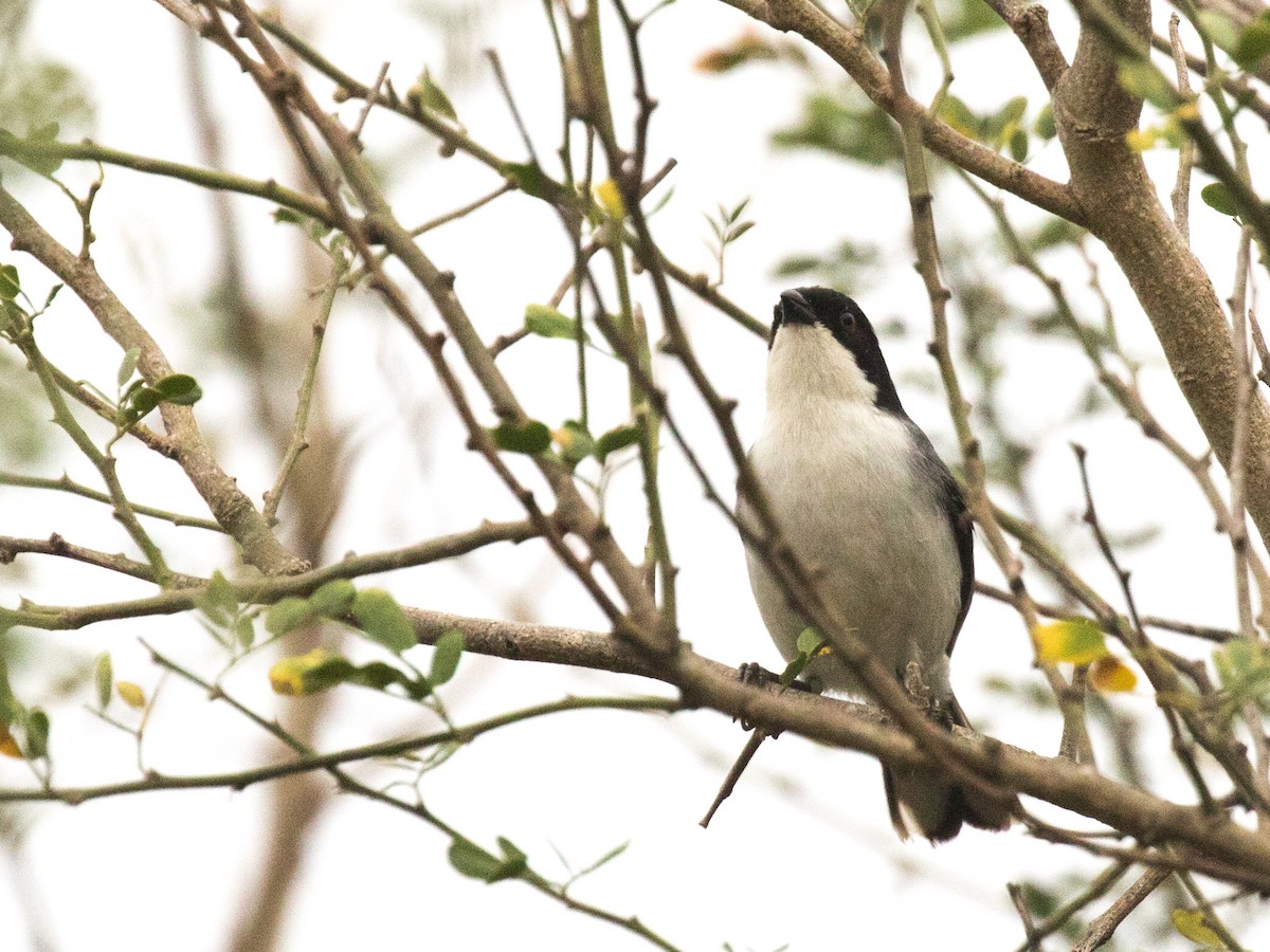 Black-capped Warbling Finch - ML227661231