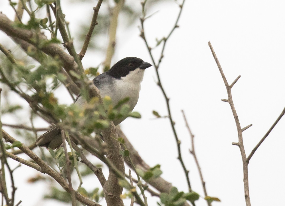 Black-capped Warbling Finch - ML227661241