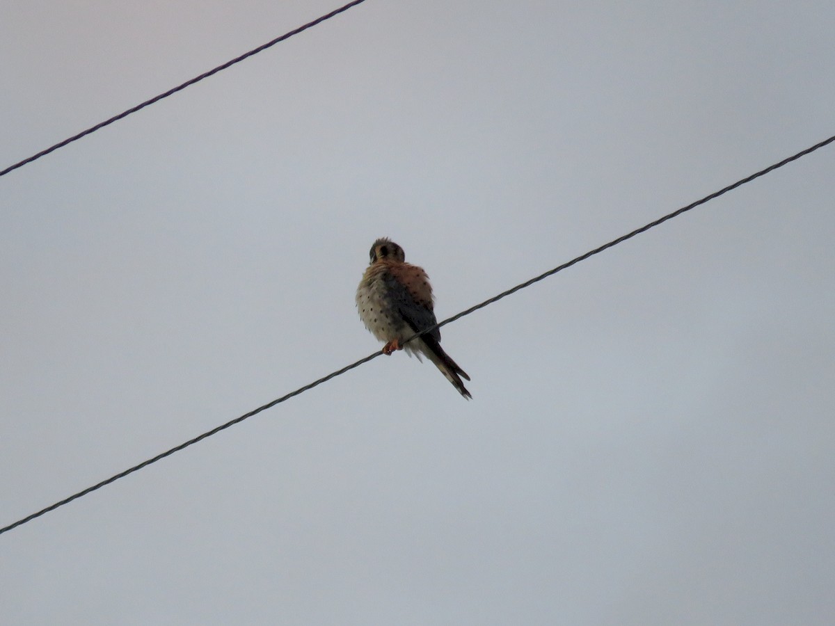 American Kestrel - Savannah Stewart