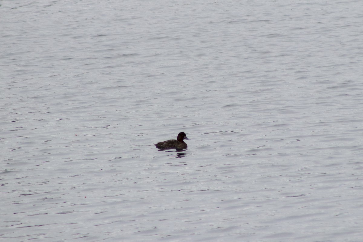 Greater Scaup - ML227661481