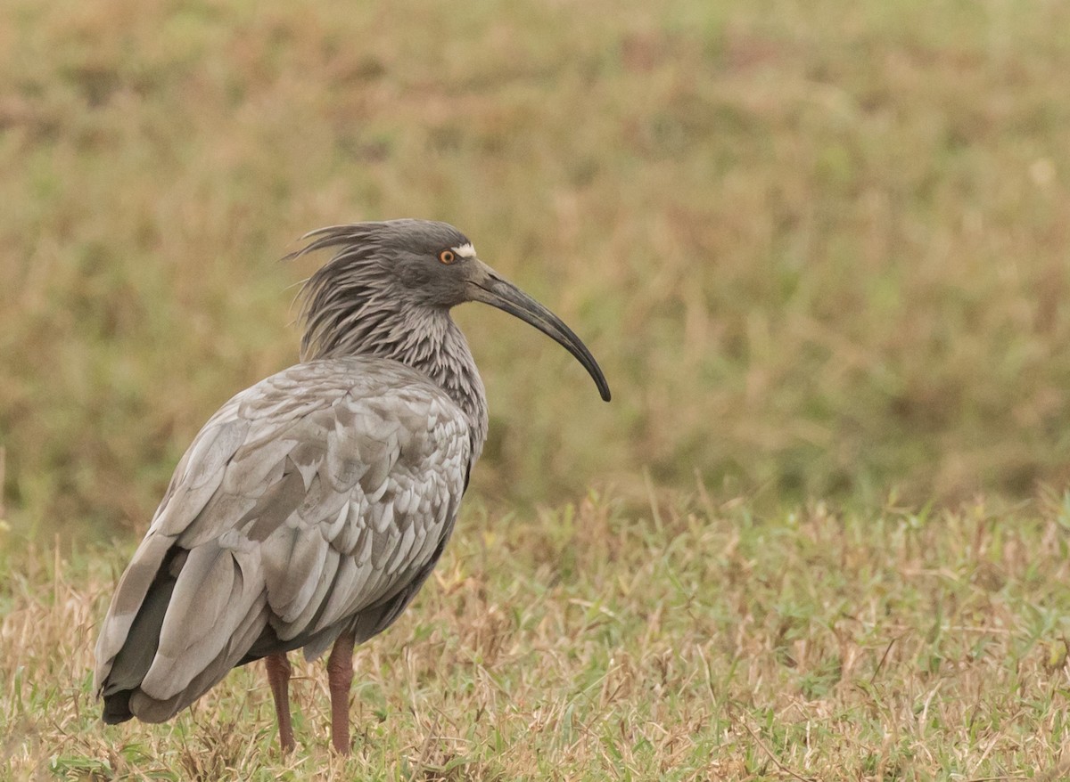 Plumbeous Ibis - ML227661731