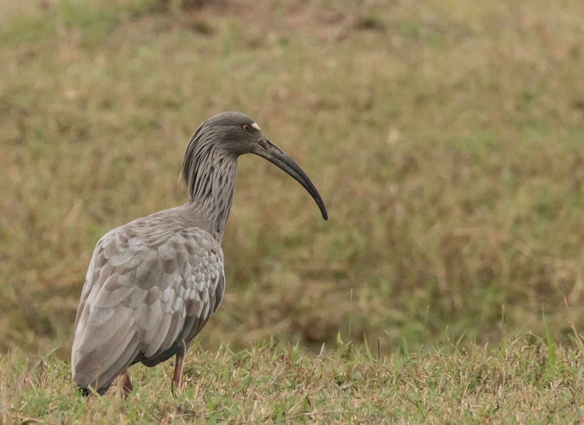 Plumbeous Ibis - ML227661781