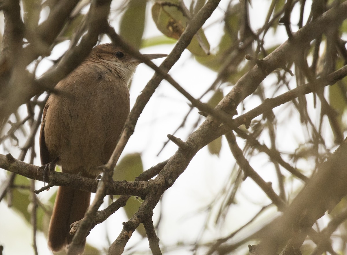 Chaco Earthcreeper - John Sterling