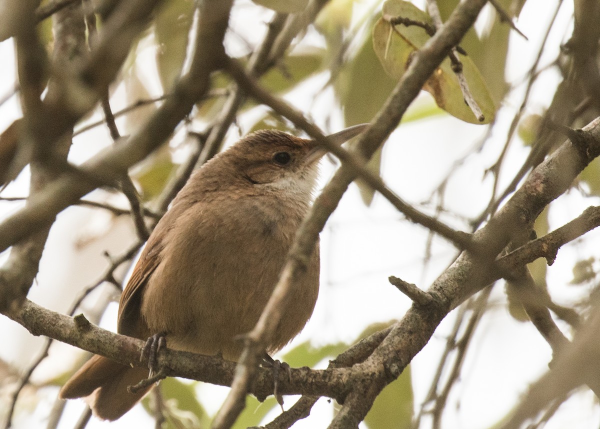 Chaco Earthcreeper - John Sterling