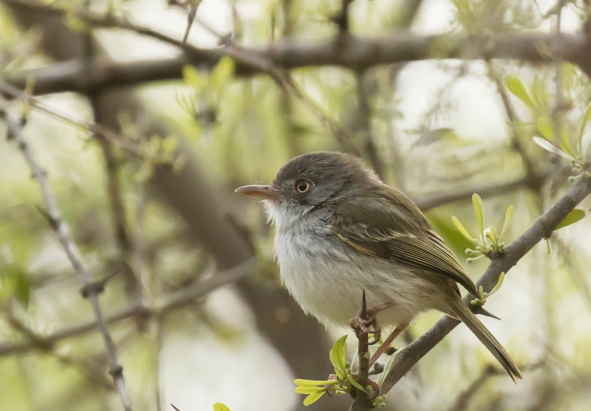 Pearly-vented Tody-Tyrant - ML227662601