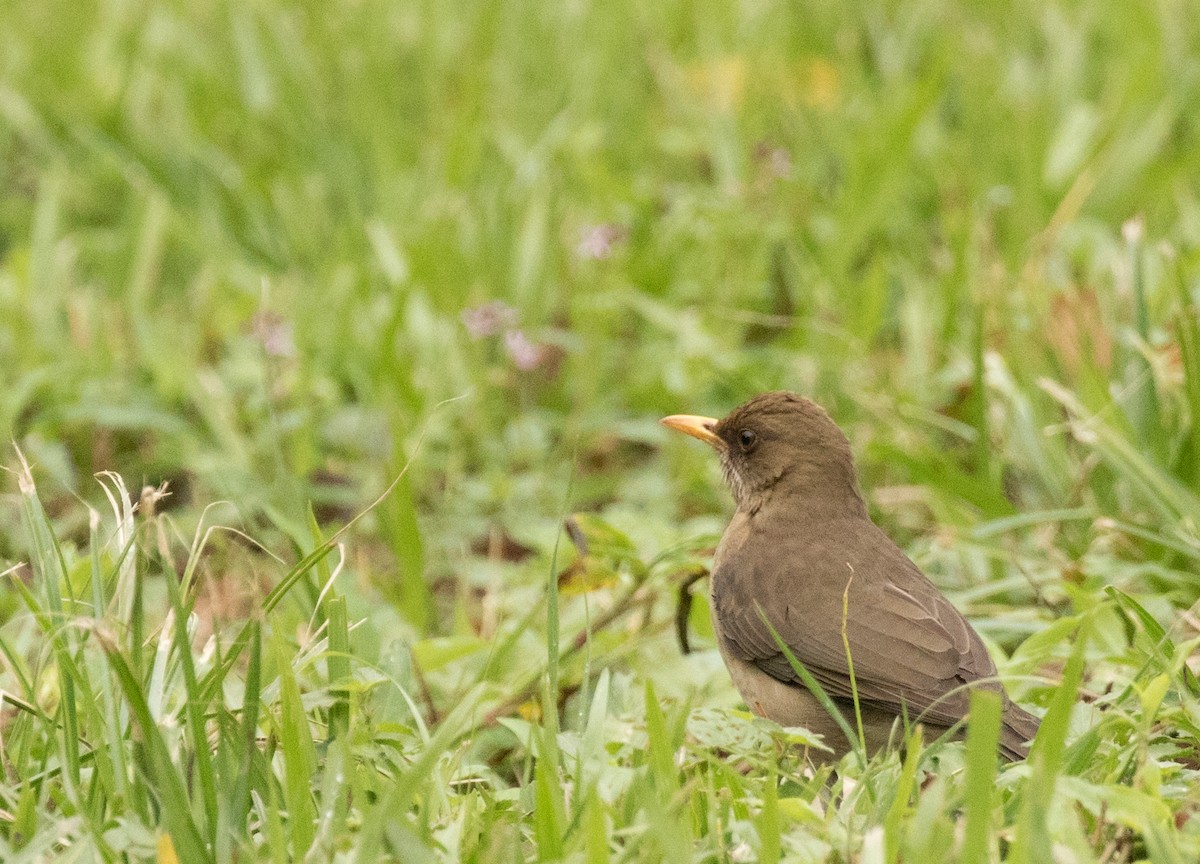 Creamy-bellied Thrush - ML227662701