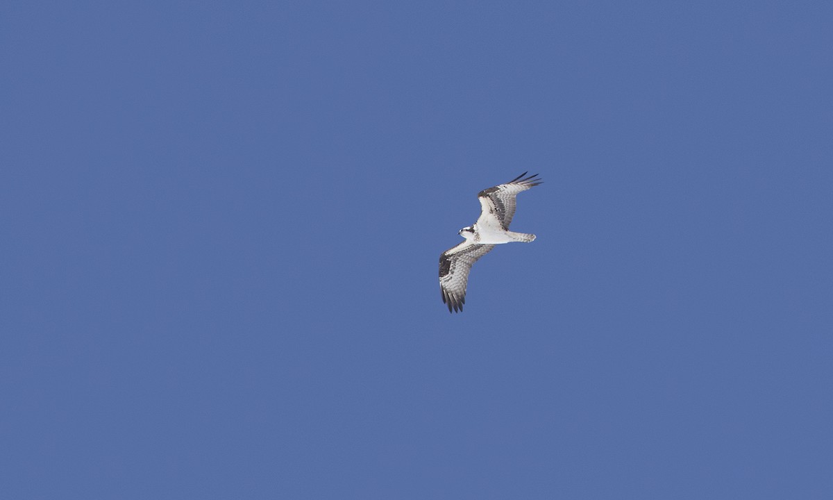 Águila Pescadora - ML227662911