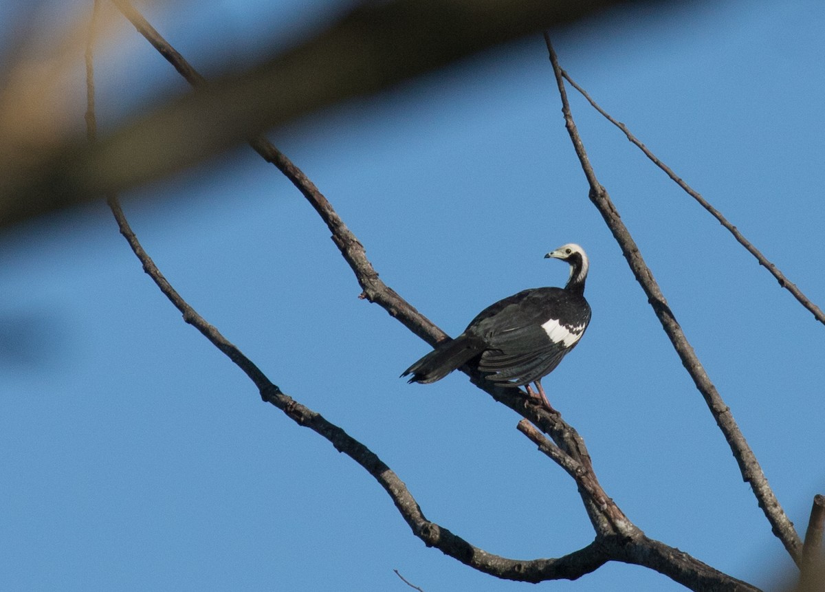 White-throated Piping-Guan - ML227663321