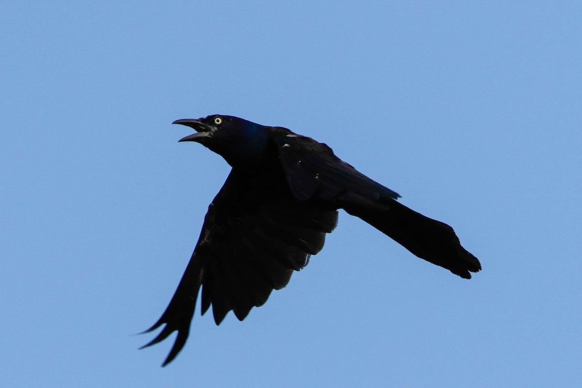 Great-tailed Grackle - ML227664291