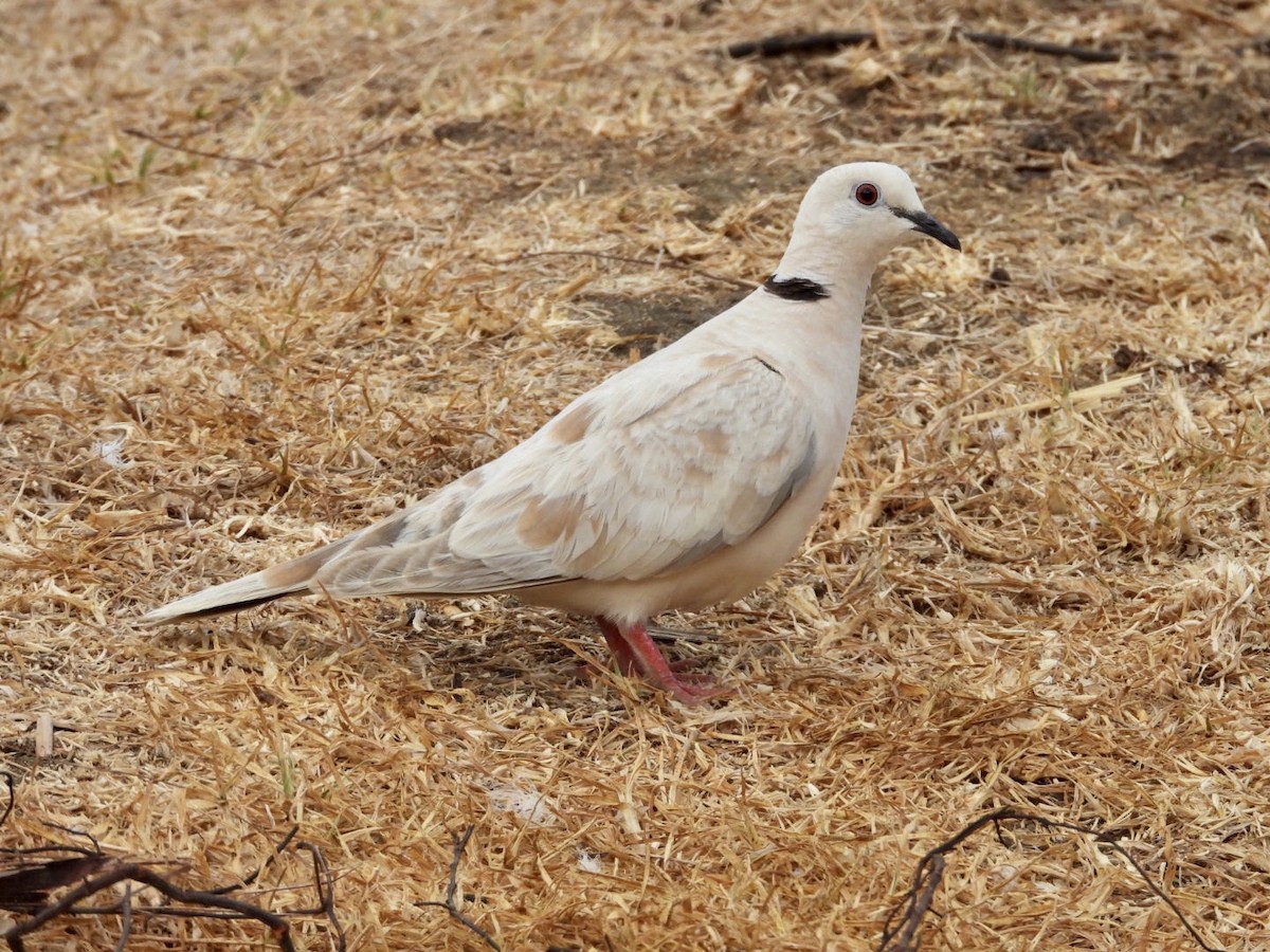 African Collared-Dove - ML227664411