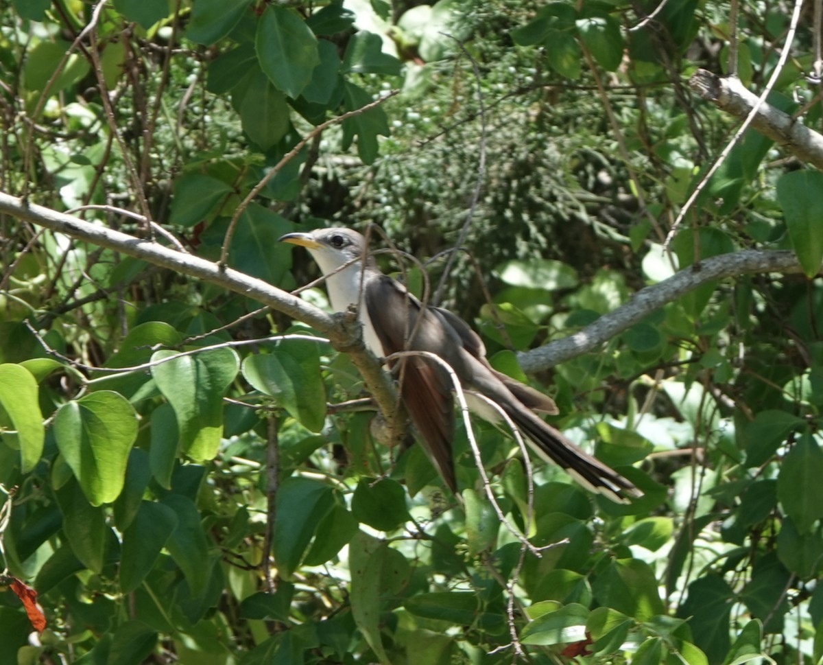 Yellow-billed Cuckoo - ML227665541