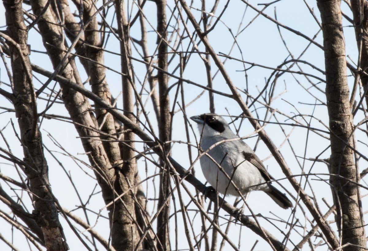 White-banded Tanager - ML227666281