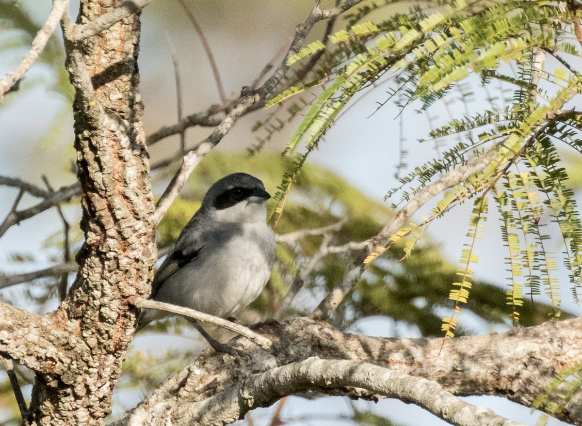 White-banded Tanager - ML227666291