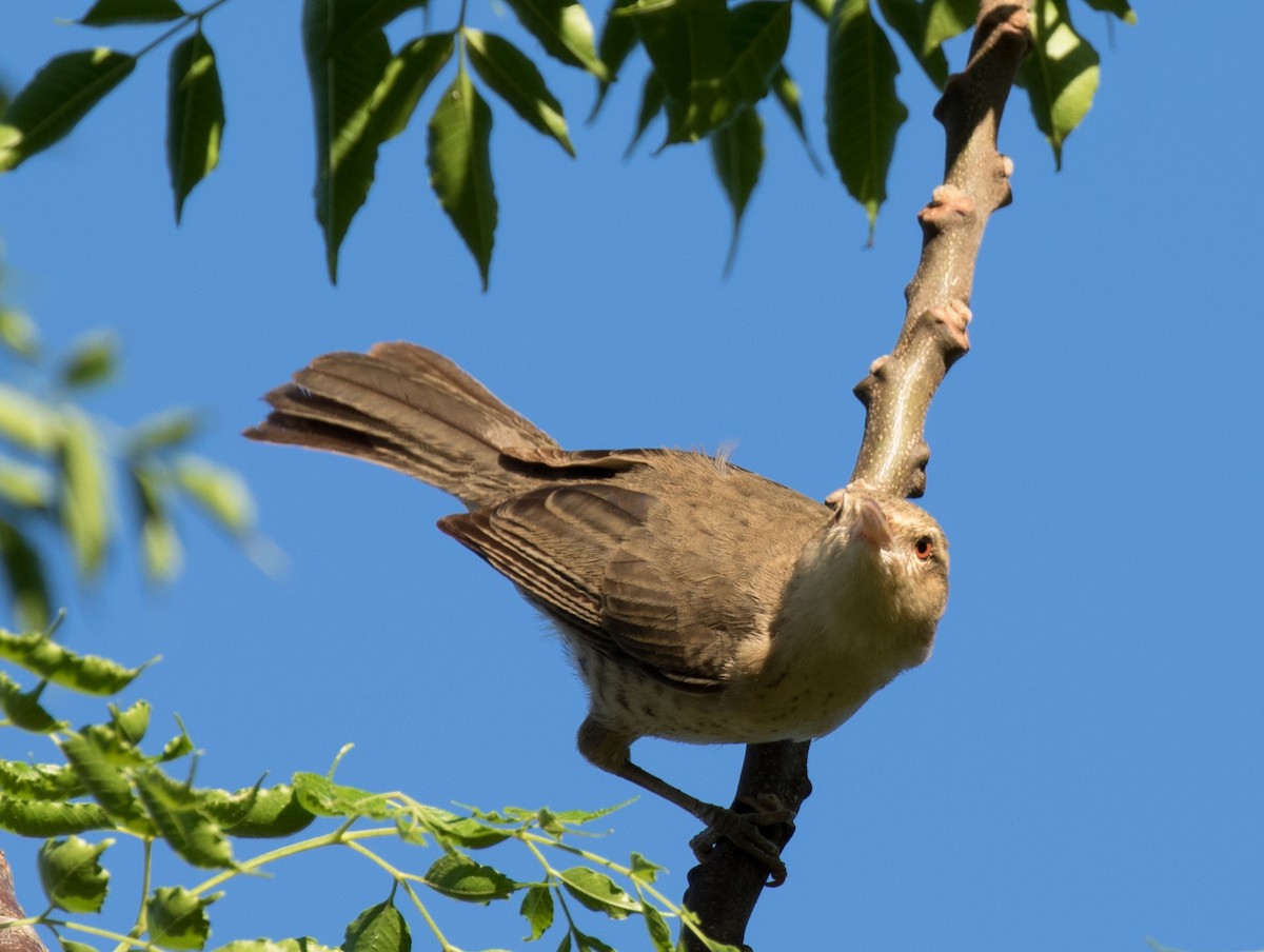 Thrush-like Wren - ML227666371