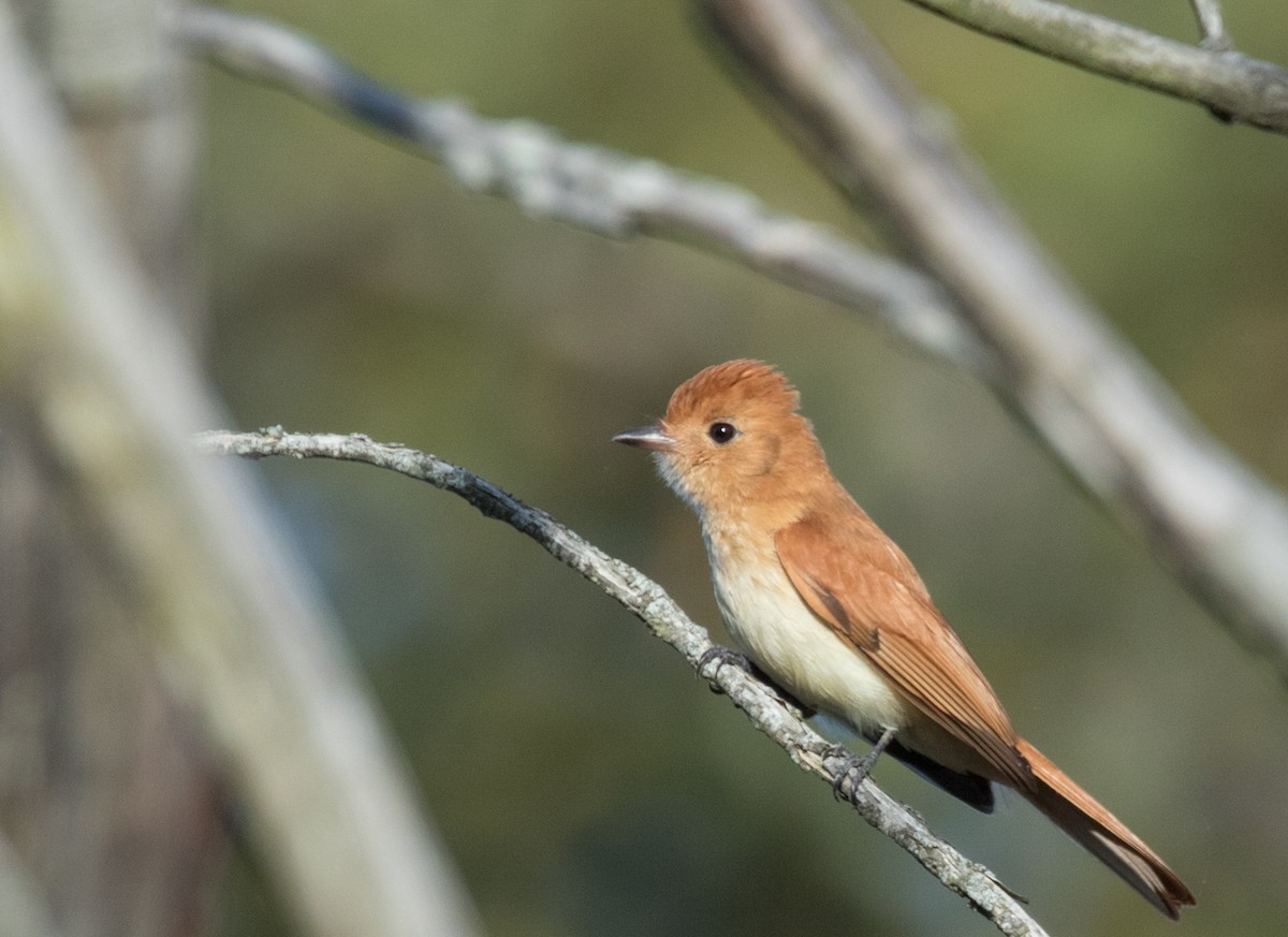 Rufous Casiornis - ML227666491