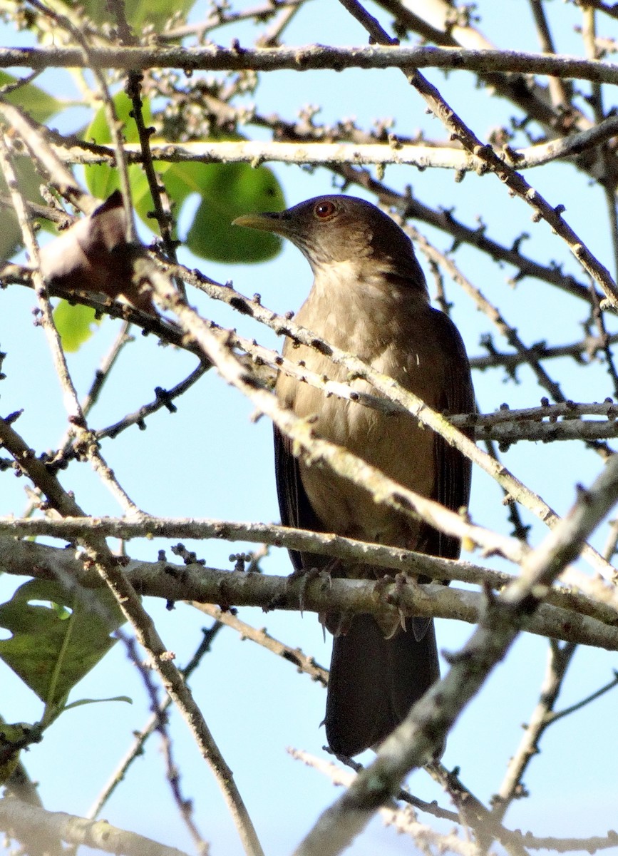 Varzea Thrush - ML227666611