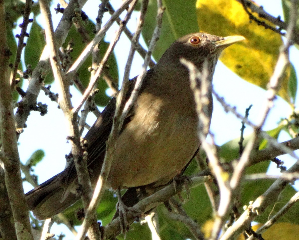 Varzea Thrush - ML227666781