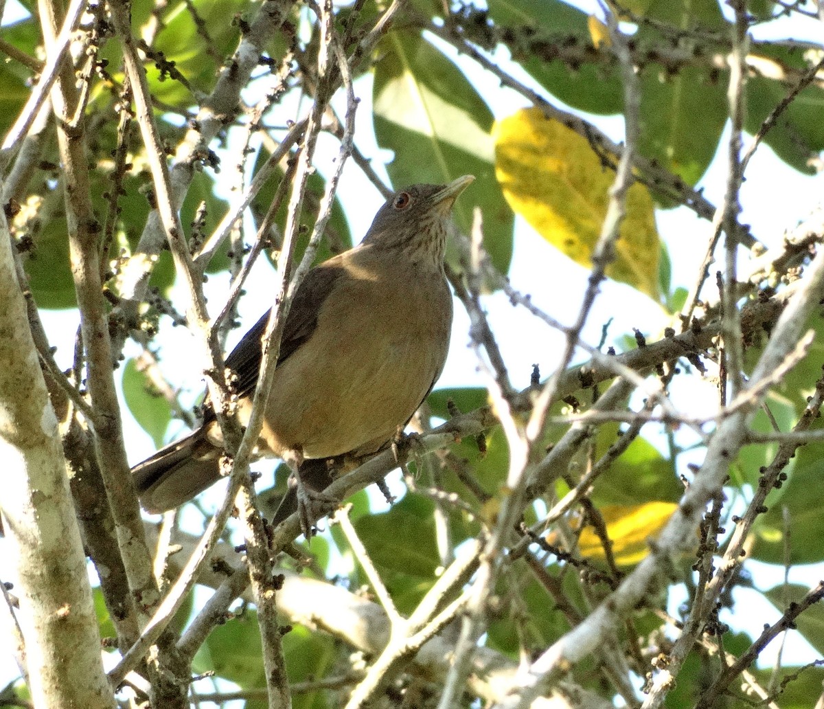 Varzea Thrush - ML227668431