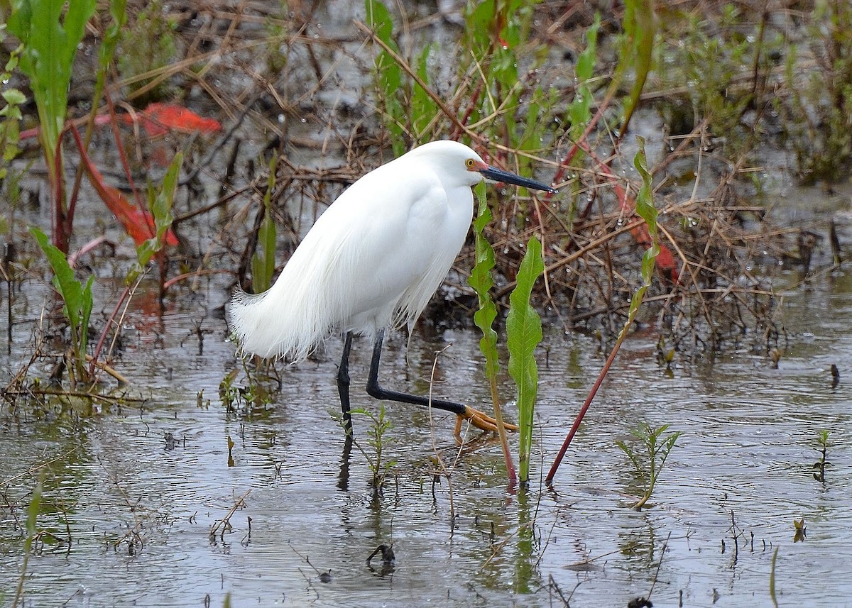 Snowy Egret - ML227668641