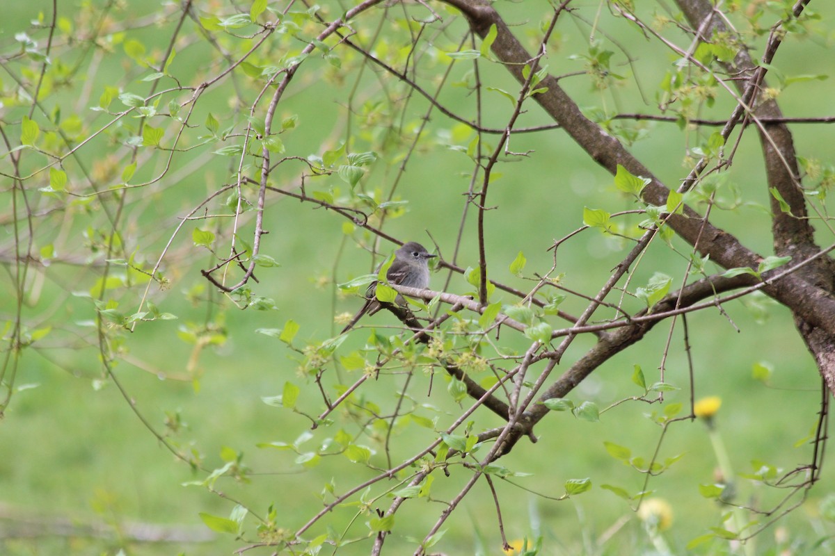 Dusky Flycatcher - ML227668781