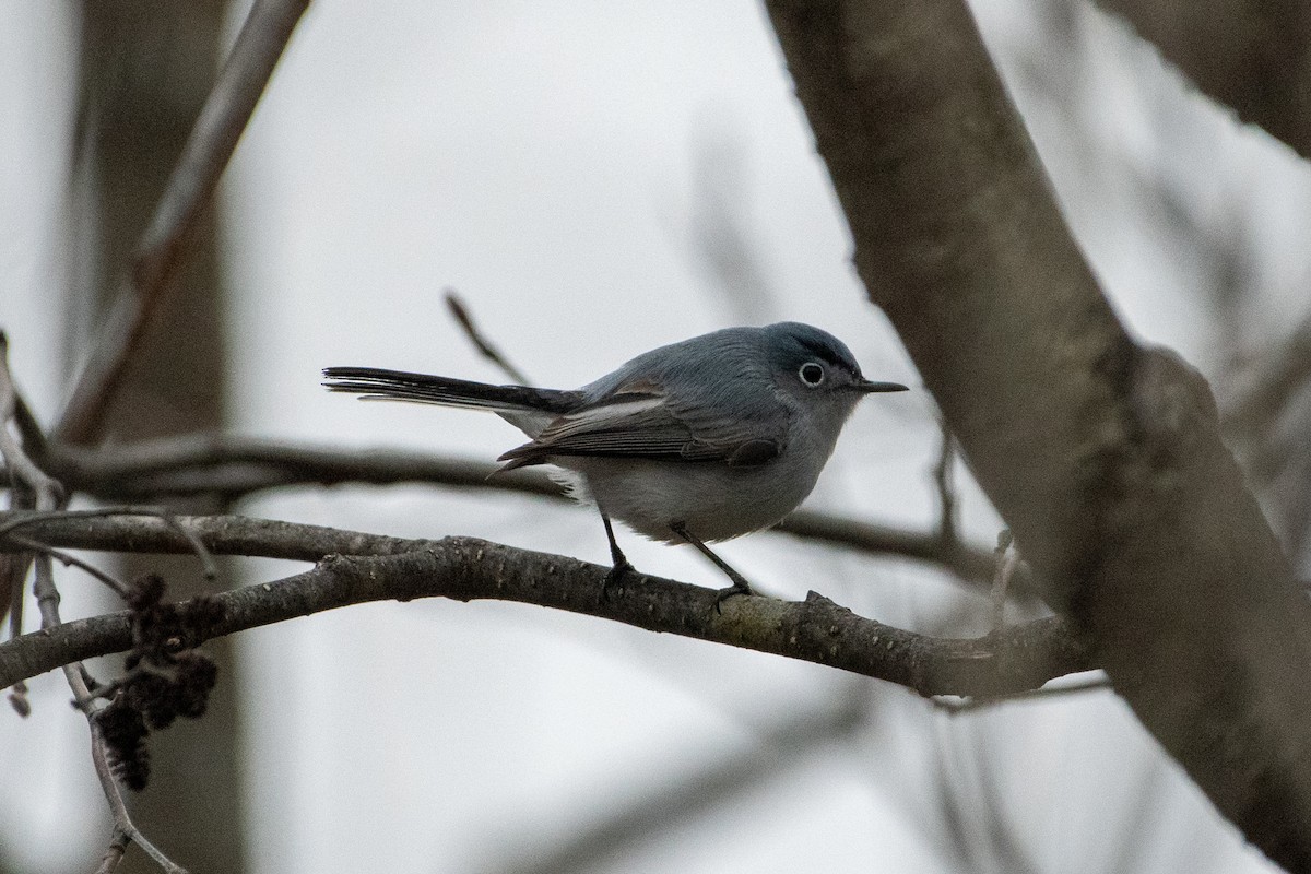 Blue-gray Gnatcatcher - Richard Littauer