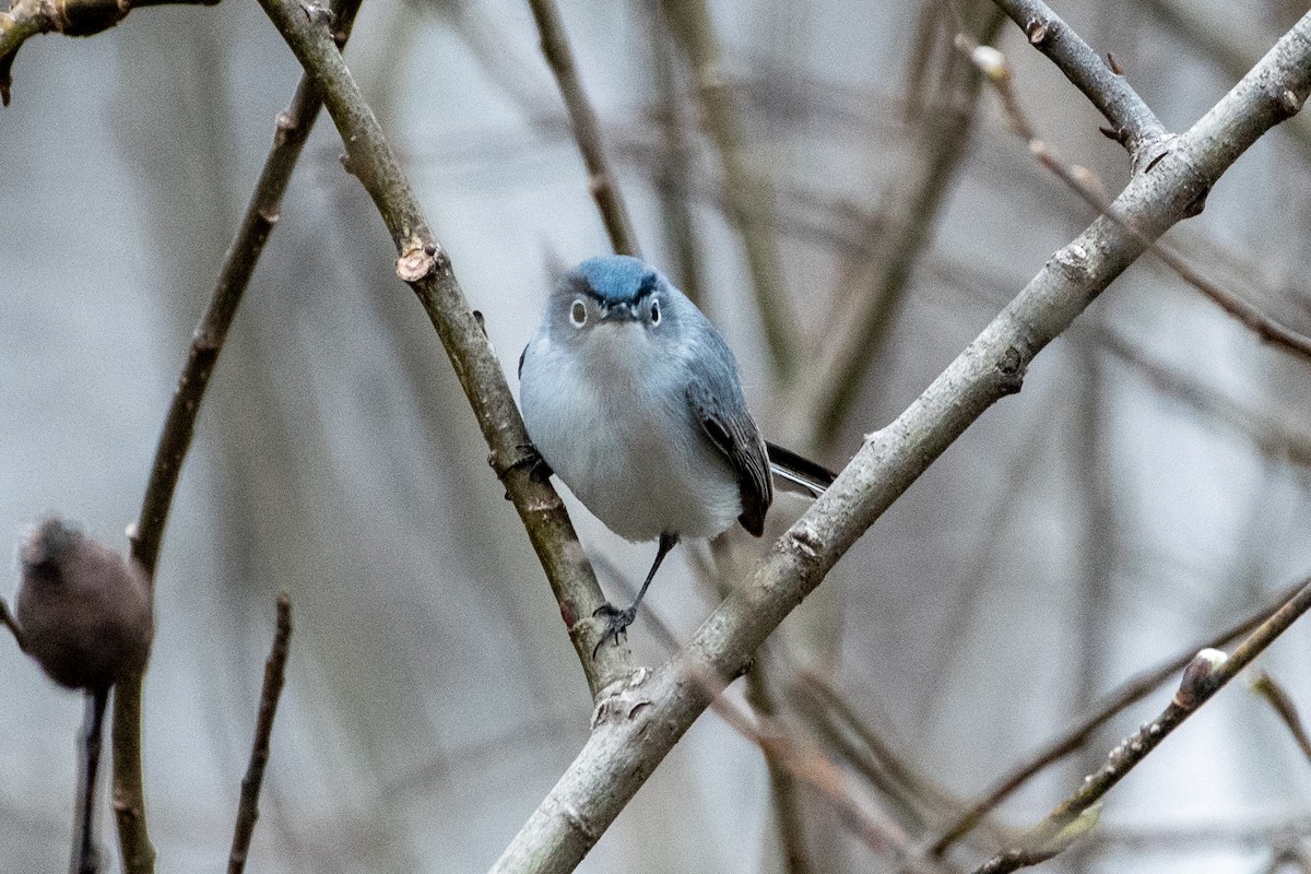 Blue-gray Gnatcatcher - Richard Littauer