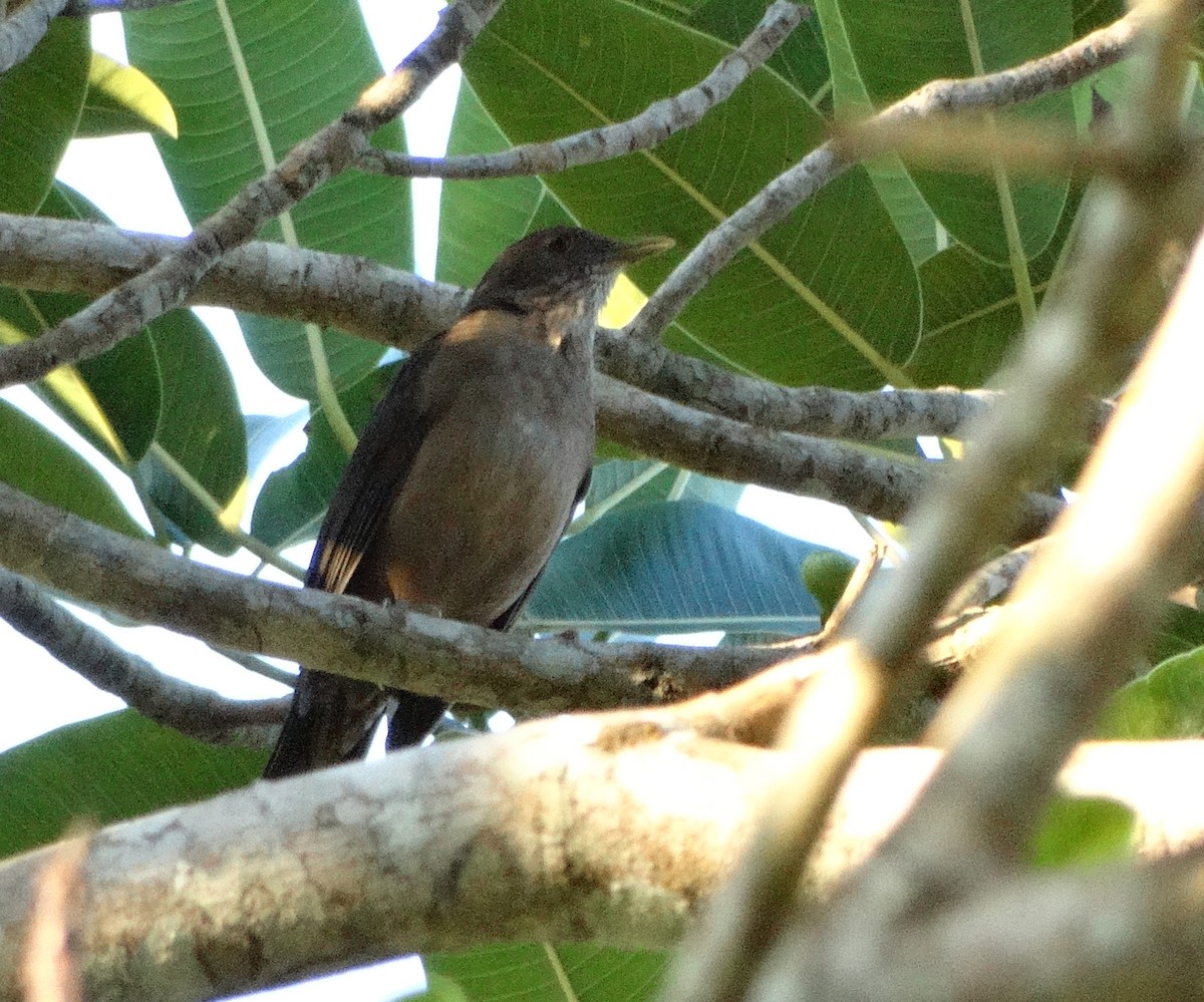 Varzea Thrush - ML227669831