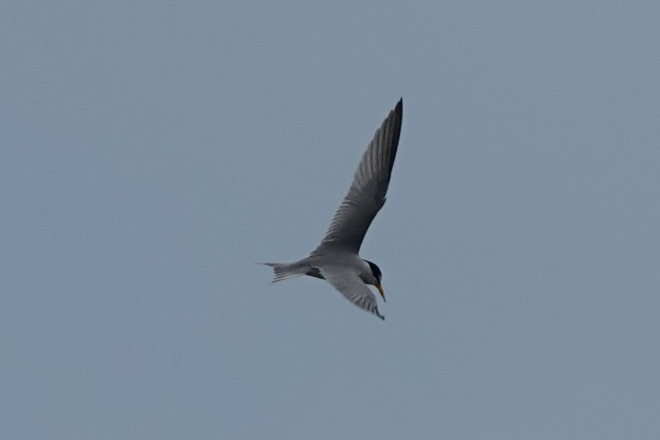 Least Tern - ML227670611