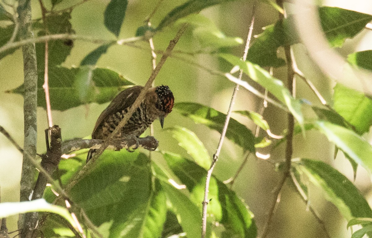 Ochre-collared Piculet - ML227671751