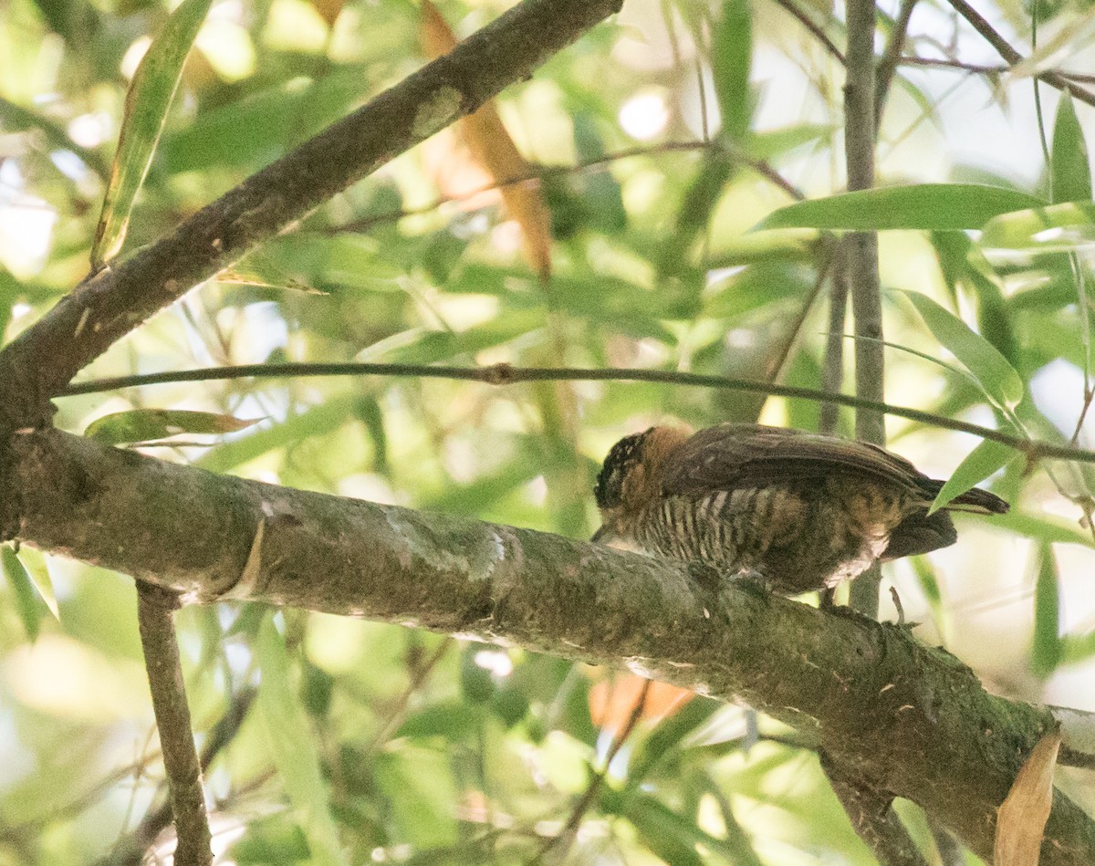 Ochre-collared Piculet - ML227671771