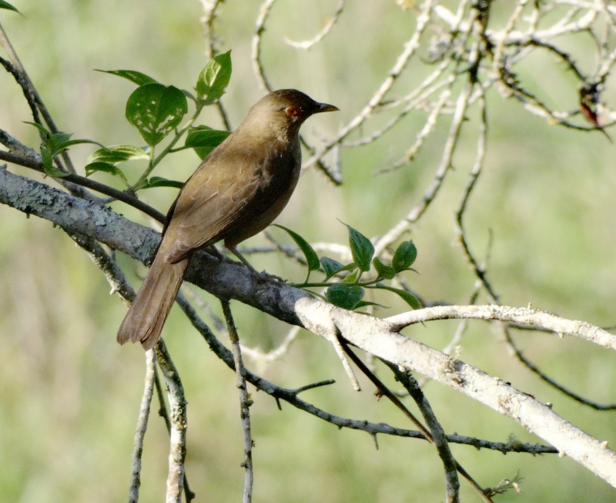 Varzea Thrush - ML227671811