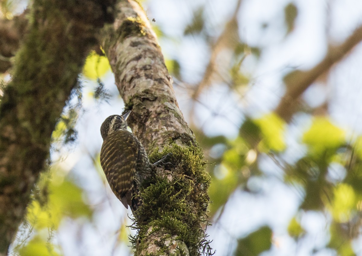 White-spotted Woodpecker - ML227671821