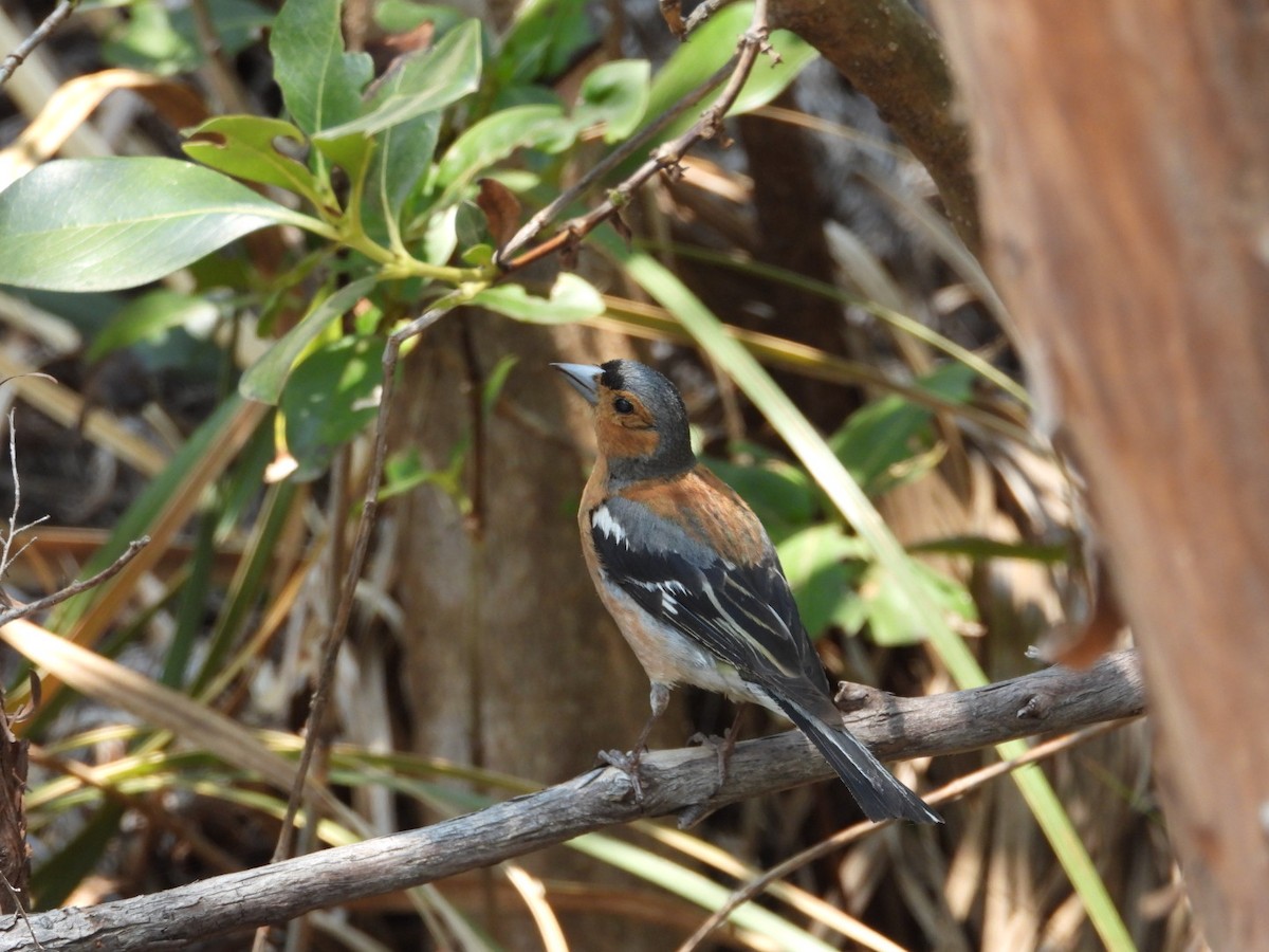 Common Chaffinch - ML227672201