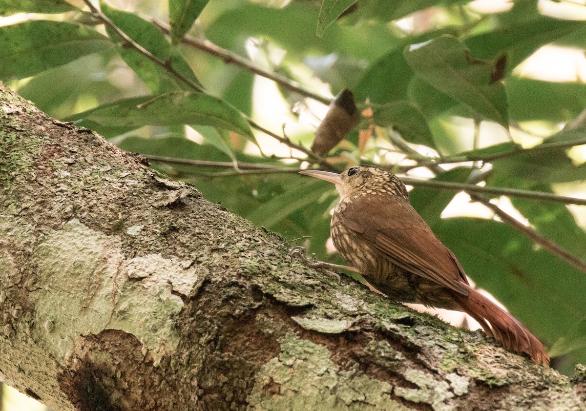 Lesser Woodcreeper - ML227672351