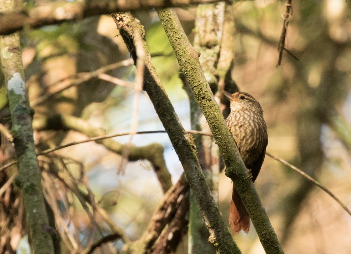 Buff-browed Foliage-gleaner - ML227672421