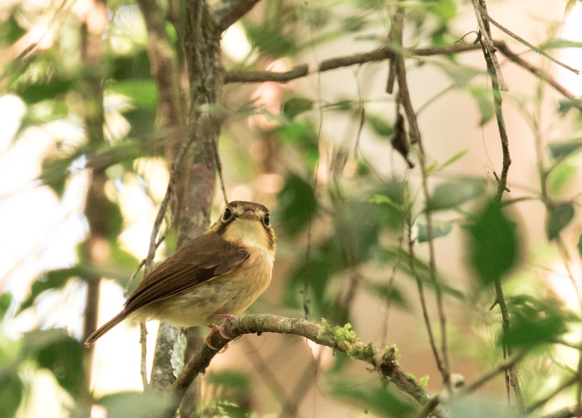 White-throated Spadebill - John Sterling