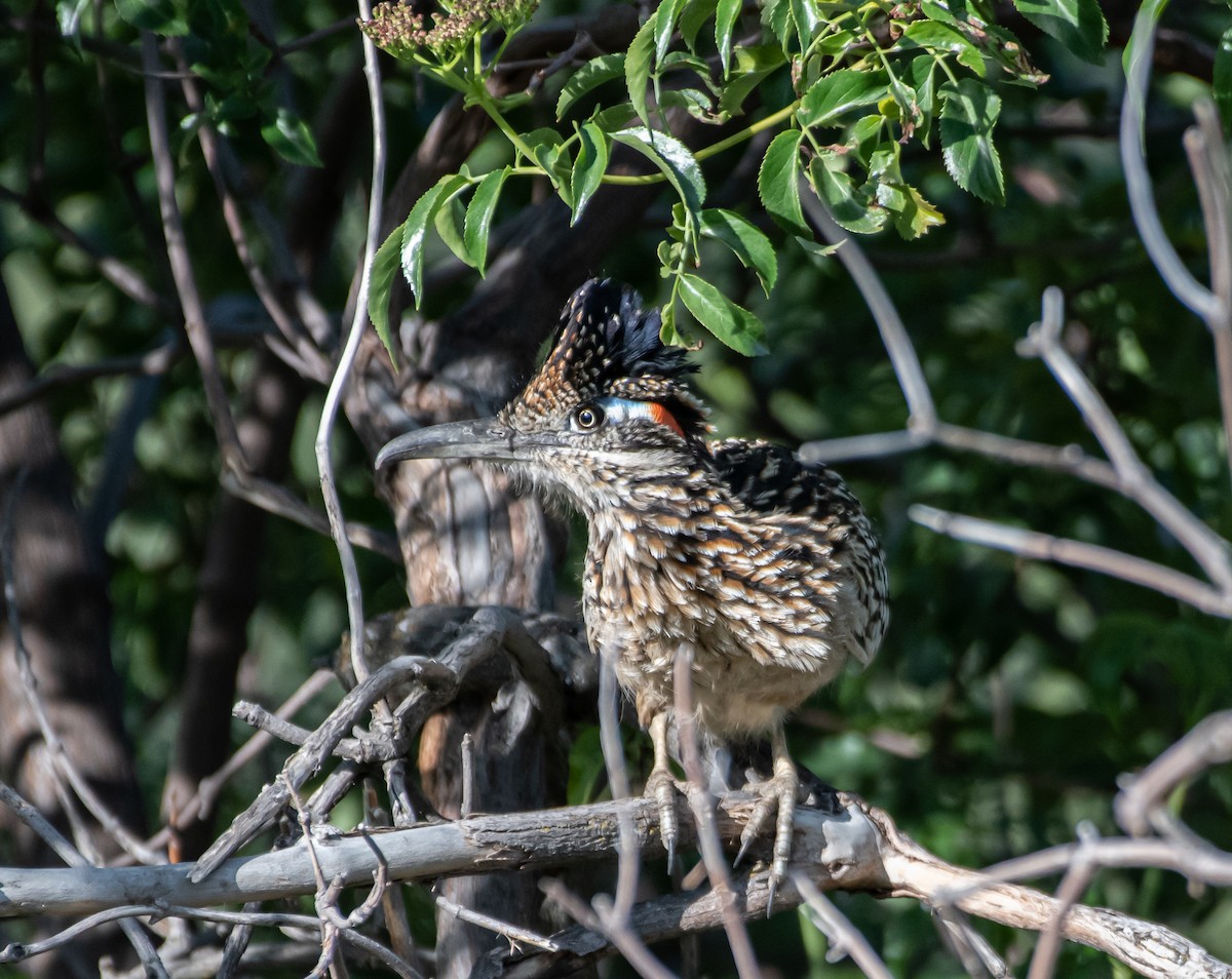 Greater Roadrunner - ML227673431