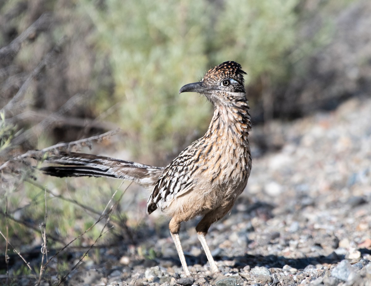 Greater Roadrunner - ML227673471