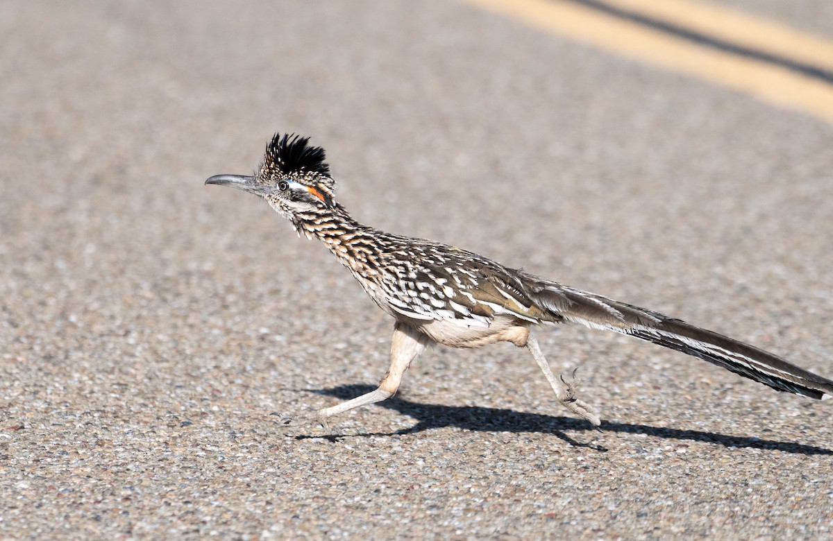 Greater Roadrunner - ML227673491