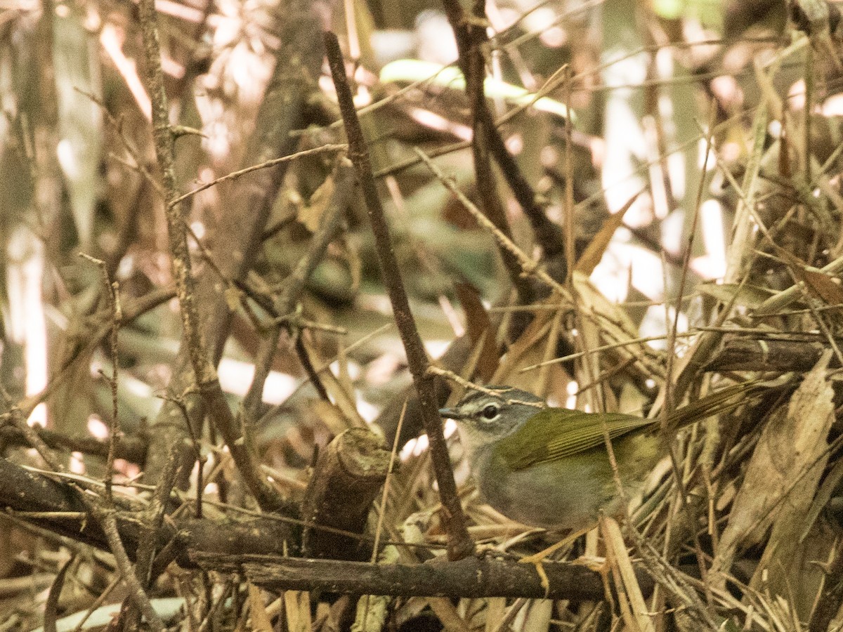 Olivflanken-Waldsänger - ML227673651