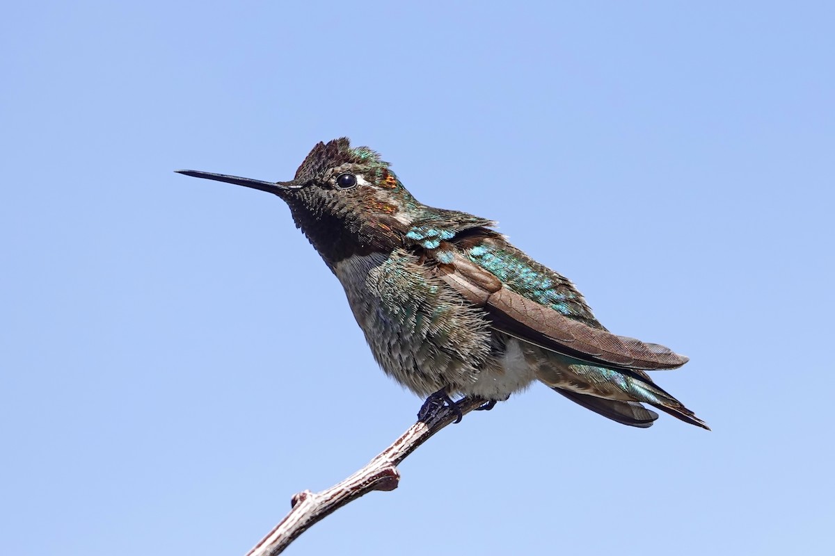Anna's Hummingbird - ML227675551