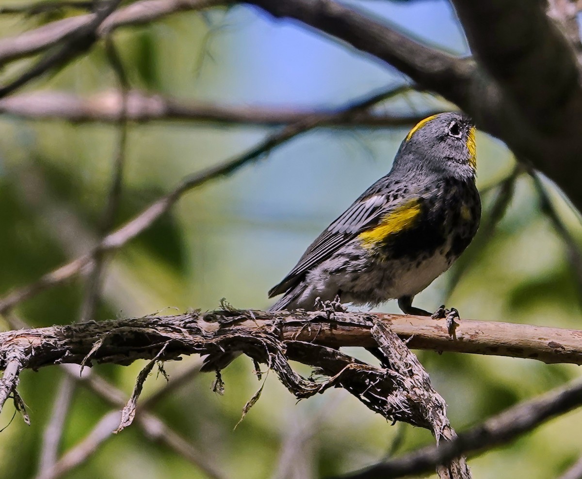 Yellow-rumped Warbler (Audubon's) - ML227678491