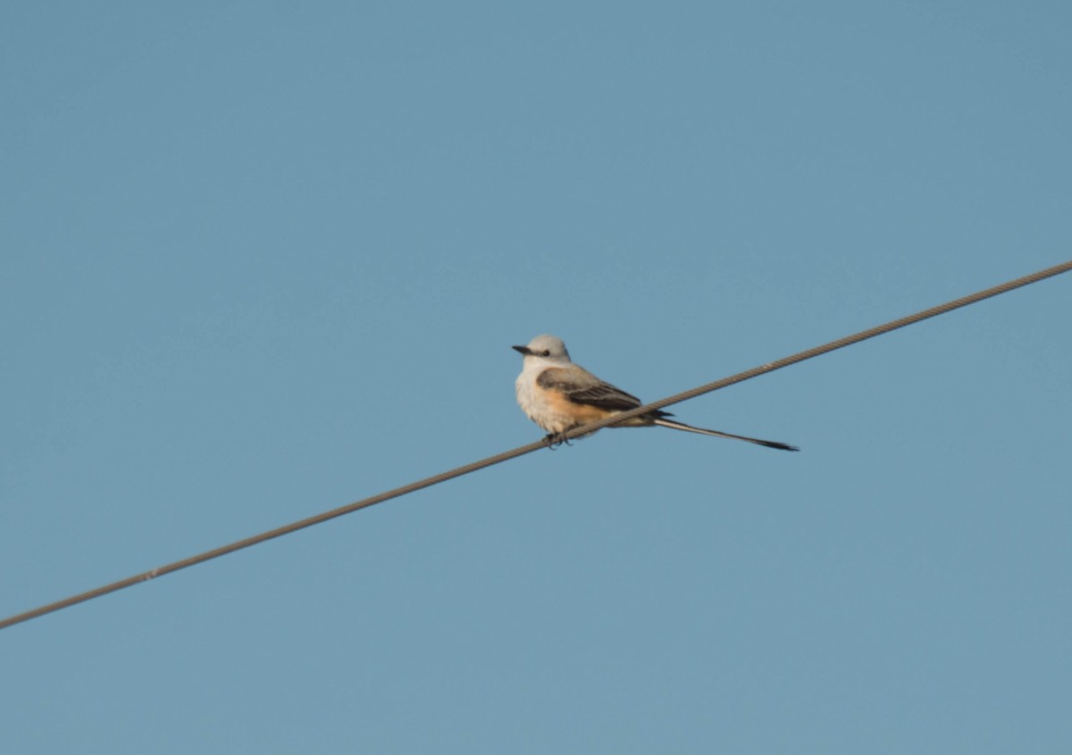 Scissor-tailed Flycatcher - Michael Gray