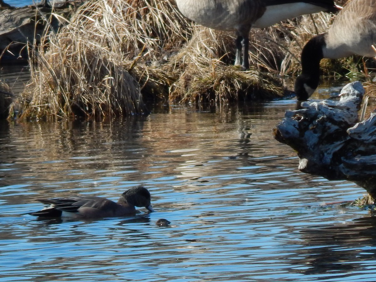 American Wigeon - ML227680611