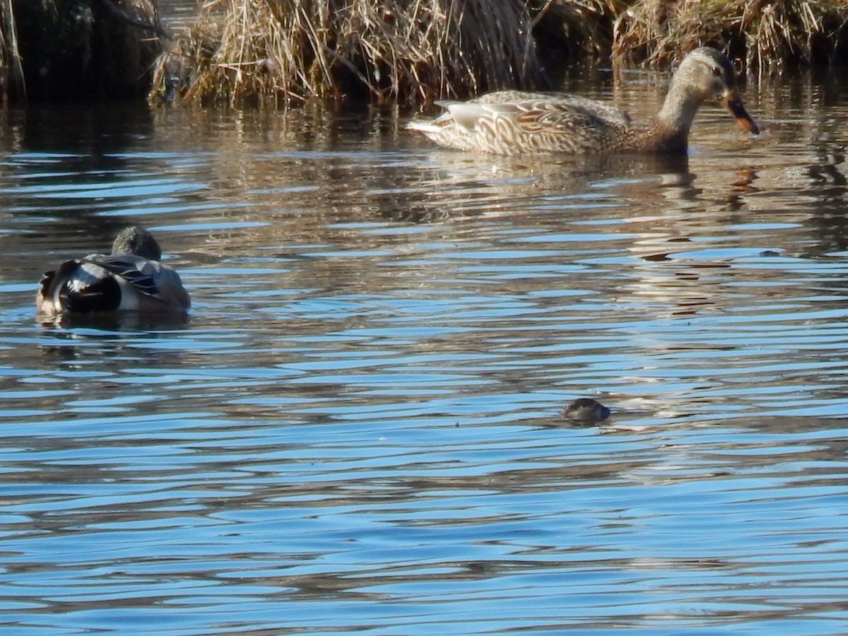 Canard d'Amérique - ML227680621