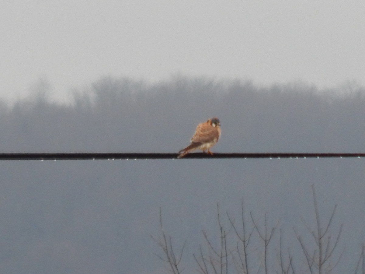 American Kestrel - ML227681841