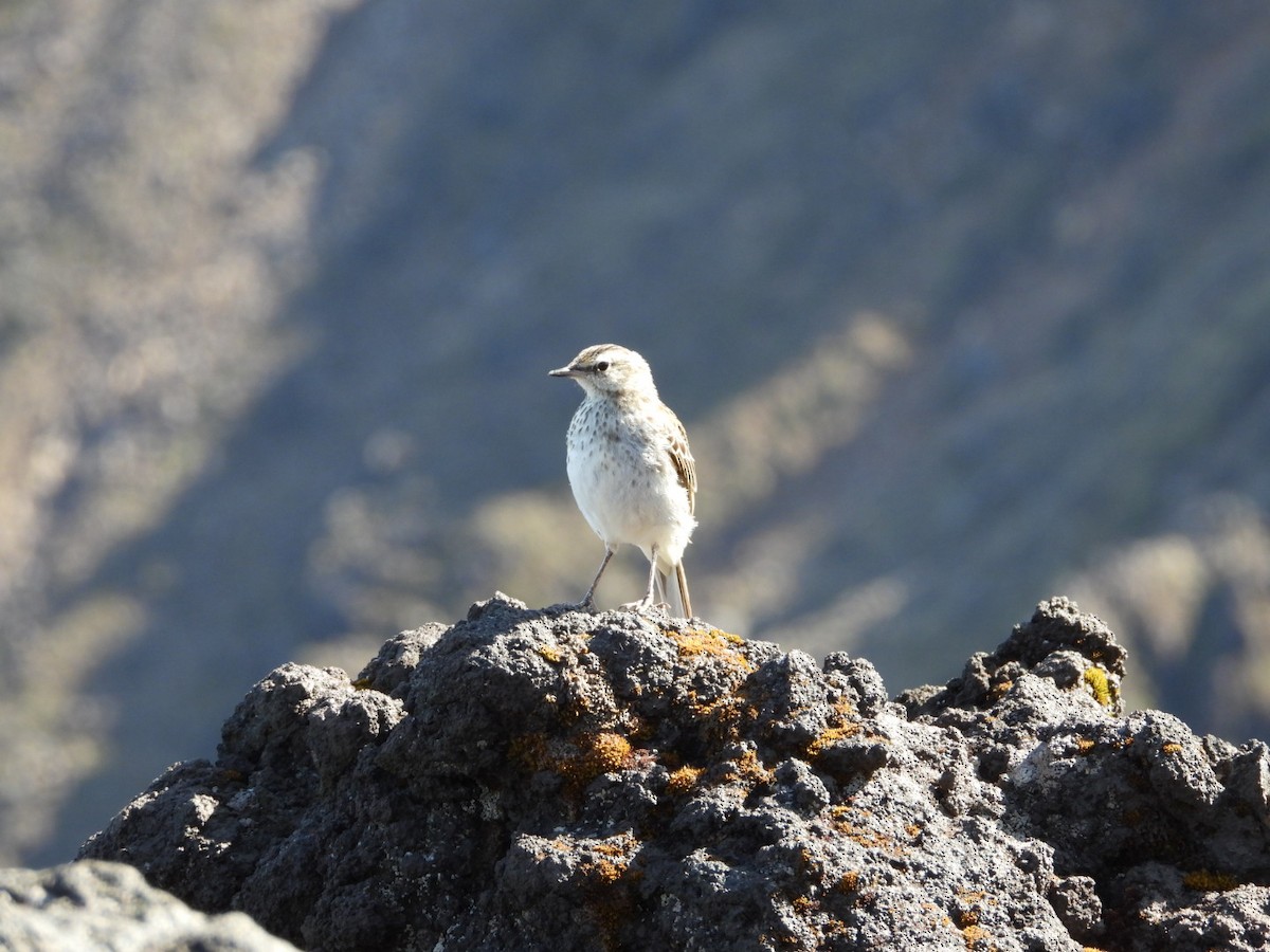 New Zealand Pipit - ML227683641