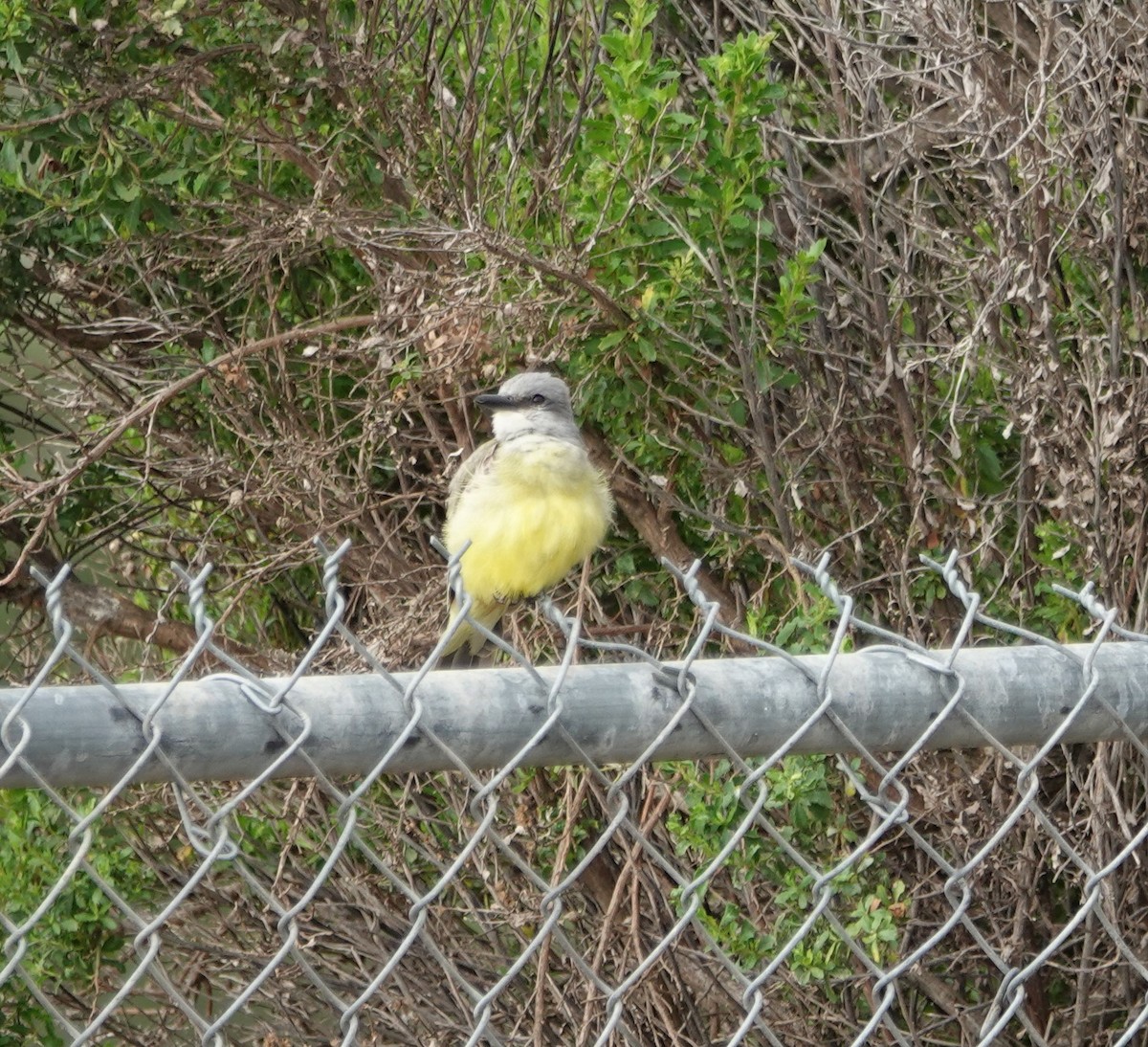 Tropical Kingbird - ML227683911