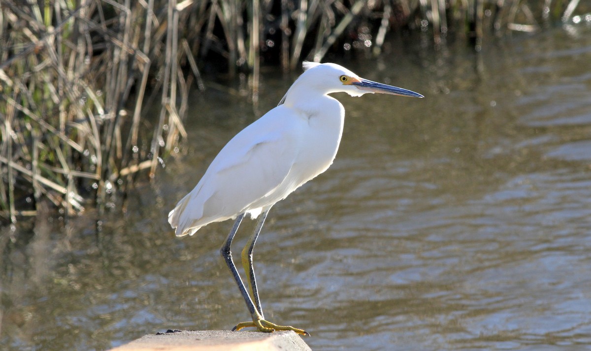 Snowy Egret - ML22768411