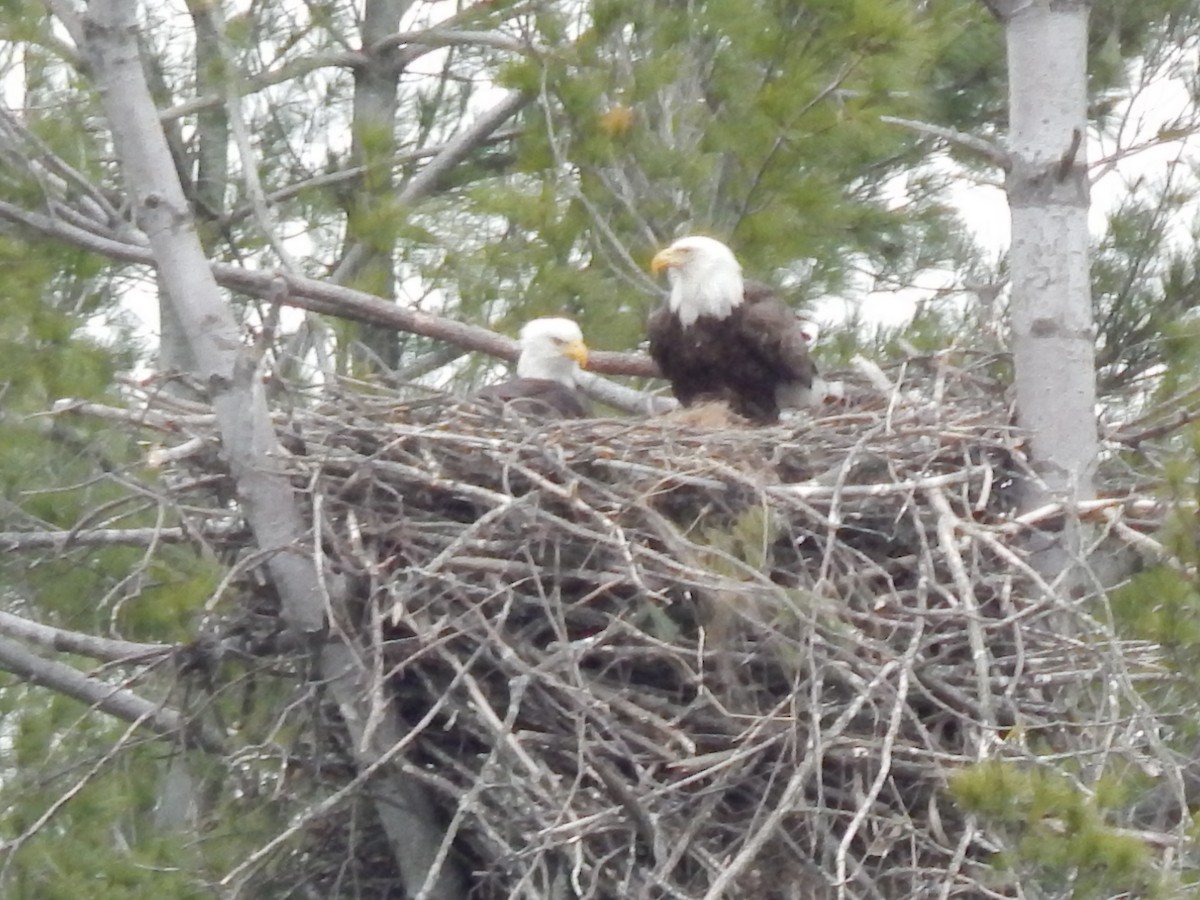 Bald Eagle - ML227684321